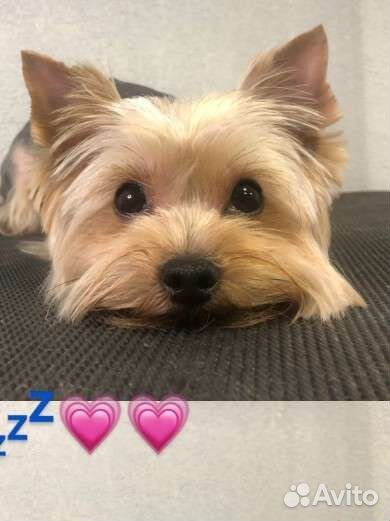 Вязка. Йоркширский терьер