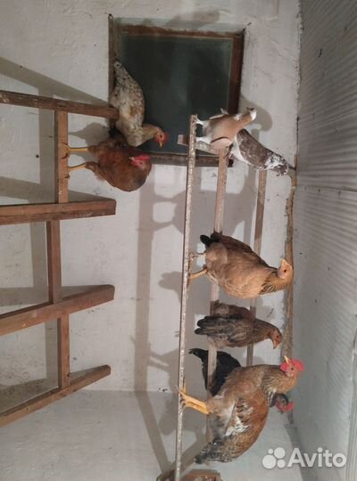 Продам петушков