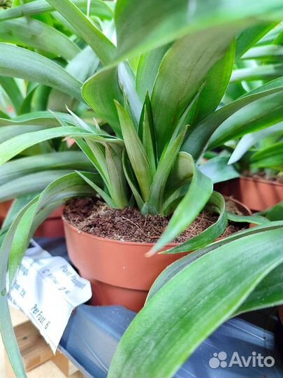 Комнатный ананас с плодами