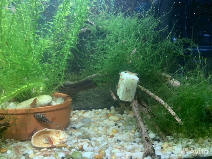 Креветки,сомы коридорос и анцитрусы,меченосцы