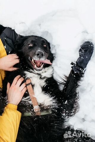 Собака из приюта в добрые руки