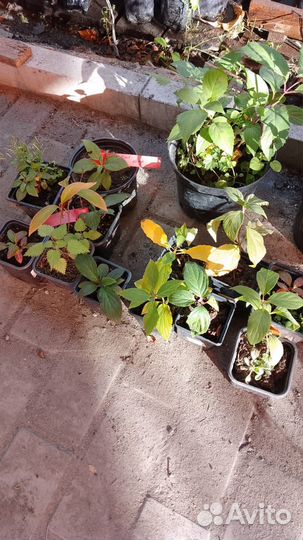 Гортензия Сандей фрайз