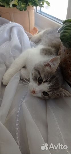 Кошки в добрые руки