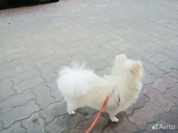 Девочки шпицы