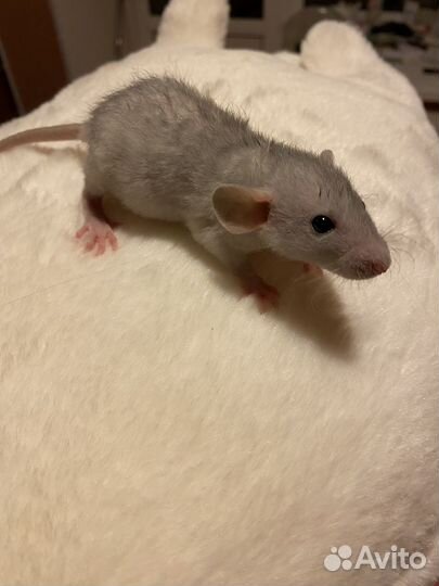 Крысята Дамбо рекс серебро с клеткой и остальным