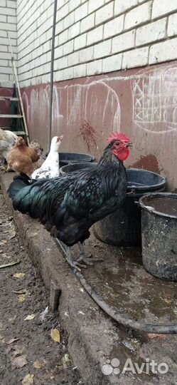 Петухи помесь Брама/Джерсийский гигант