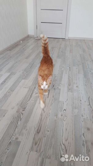 Ласковый кот в добрые руки