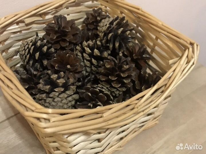 Шишки сосновые 140 штук