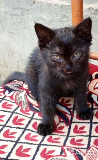 Черная кошка