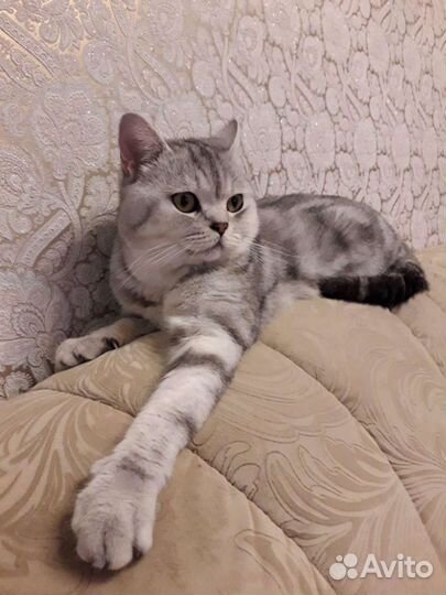 Шотландский кот вязка
