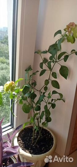 Белопероне вариегатный