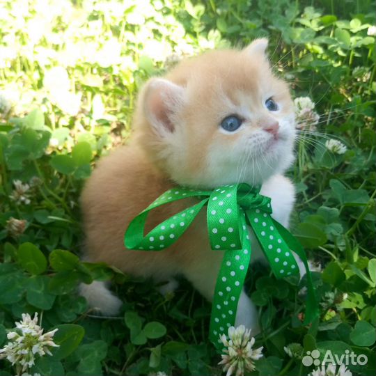 Британский кот. золотая шиншилла Bri ny12