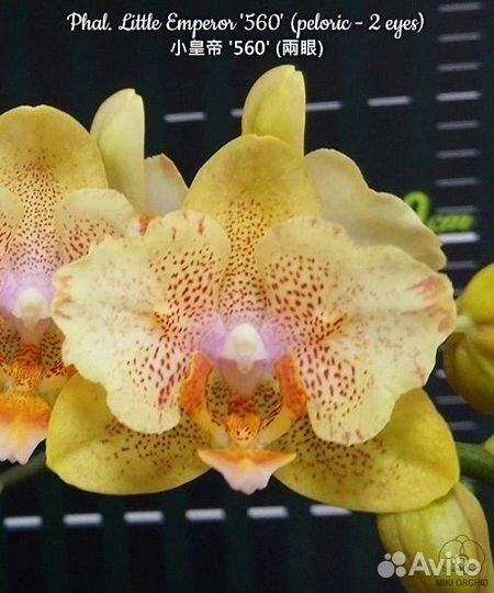 Phalaenopsis азиаты подростки 1000