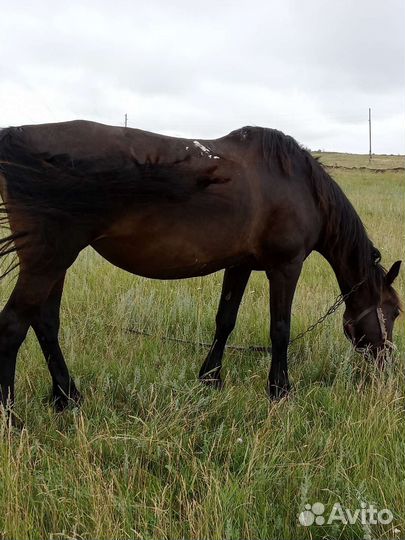 Продам лошадь