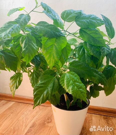 Гибискус (китайская роза)