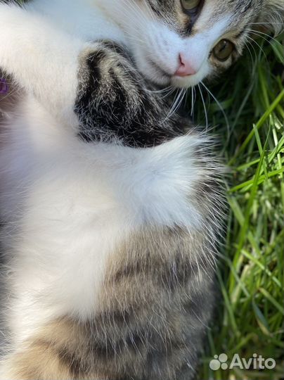 Котенок 3 мес