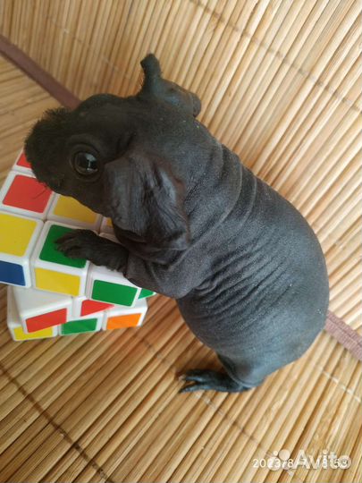 Бронь. Морская свинка Скинни. Миниатюра