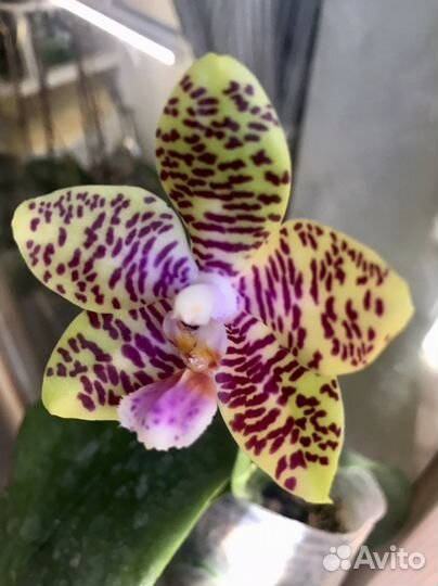 Орхидея коллекционная Friday's Princess фаленопсис