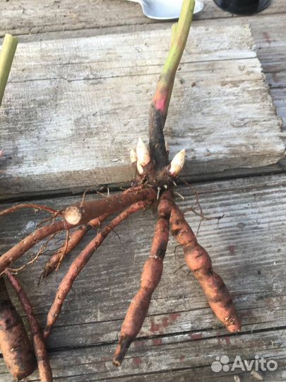 Пионы Пастелеганс и Лойс Чойс