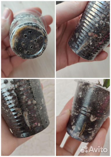 Замиокулькас