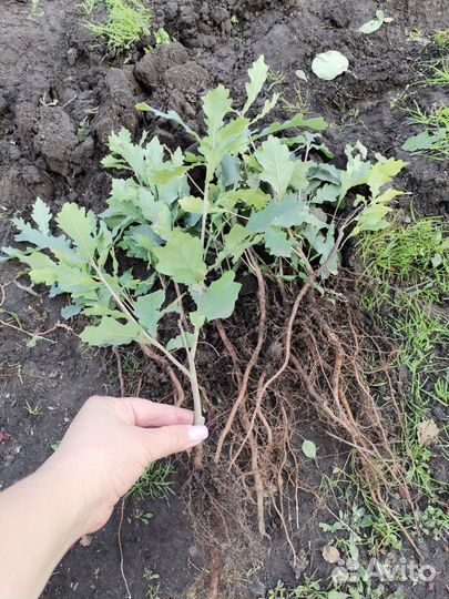 Дуб саженцы