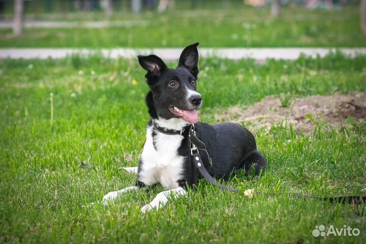 Собака в добрые руки