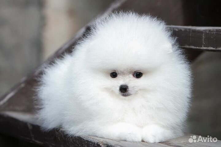 Щенки шпица