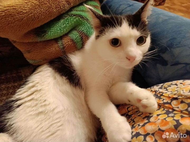 Котик в дар