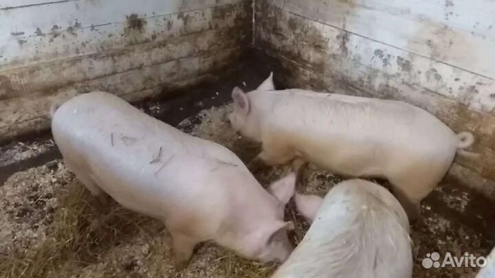 Поросята и свиньи обмен