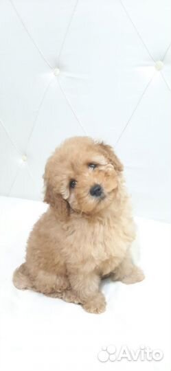 Той пудель щенок девочка