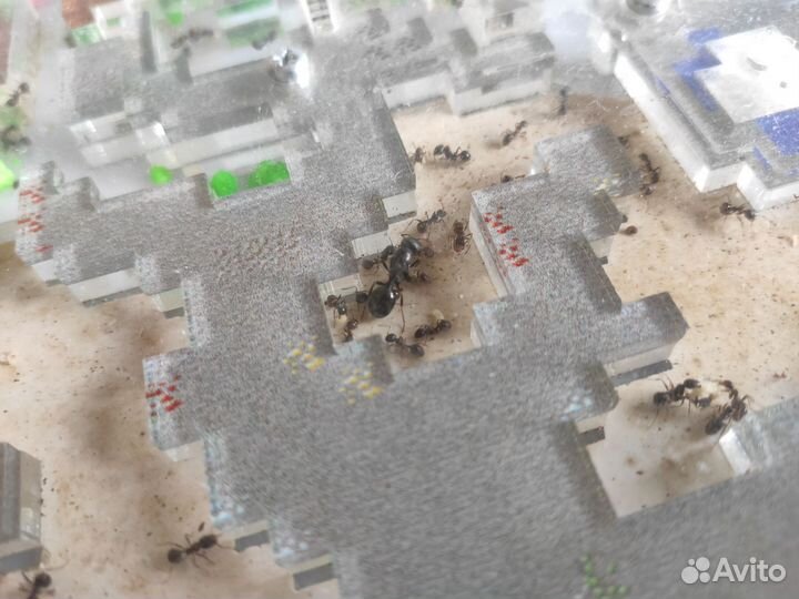 Живая муравьиная ферма с 100 муравьями