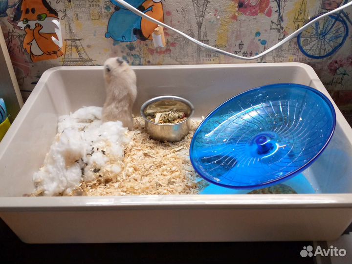 Сирийский хомяк