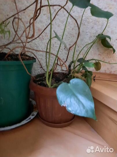 Комнатные растения