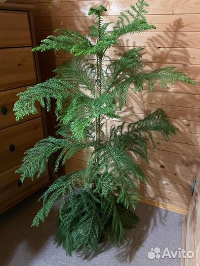 Араукария *домашняя ель) Heterophyl D-23/ H-115