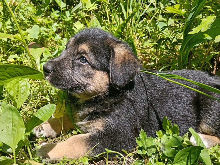 Щенки крупной собаки для частного двора