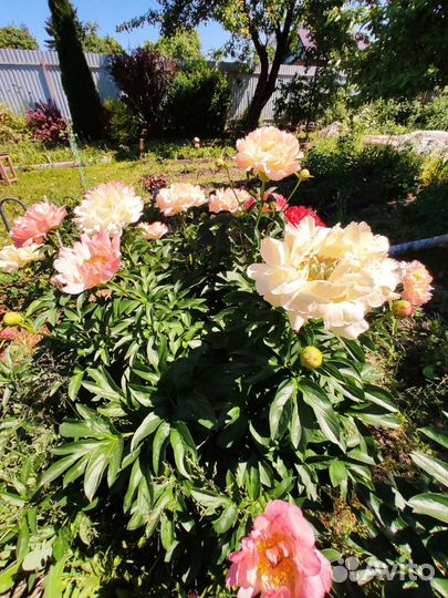 Пион Коралл Сансет