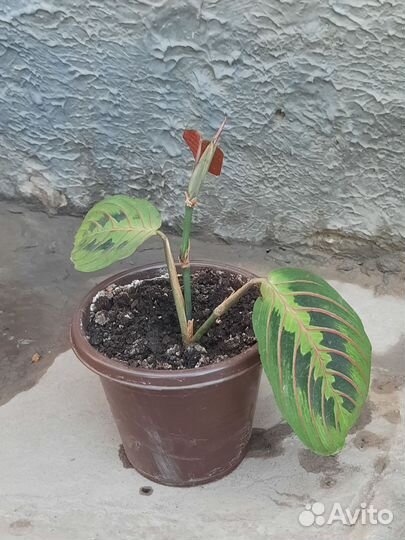 Марата триколор