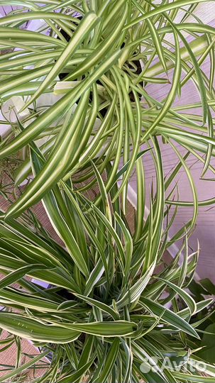 Хлорофитум