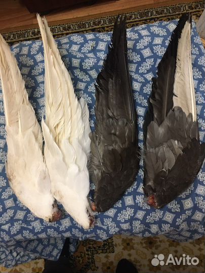 Крылышки гусиные