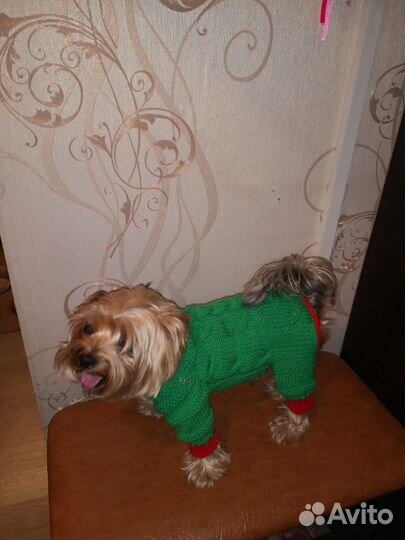 Вязаная одежда для собак