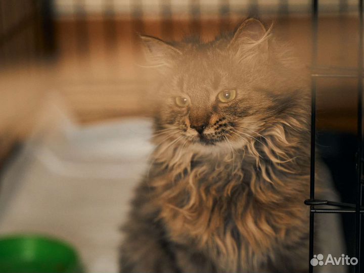 Пёстрая кошечка 1 год