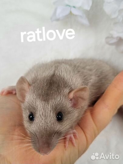 Крысята крысы сильвермейн от ratlove