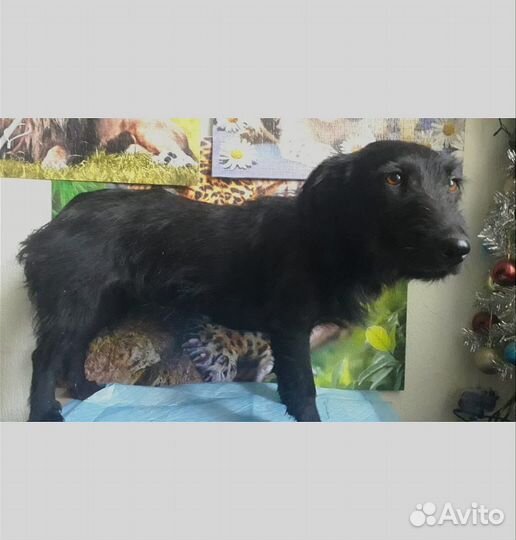 Милейшая собачка ищет дом