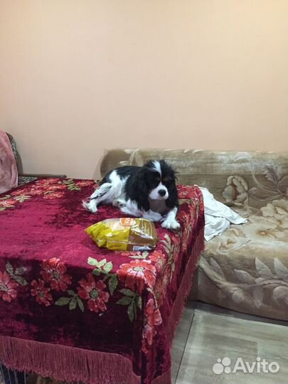 Триколорочка