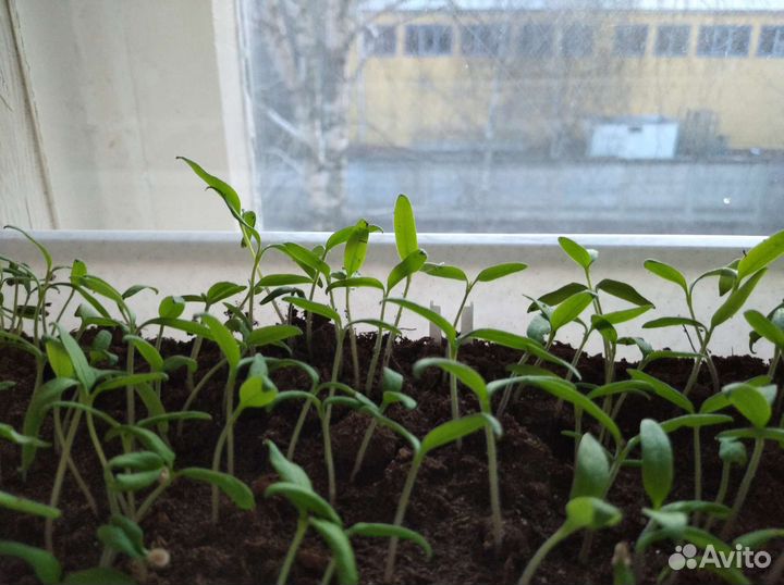 Рассада перца