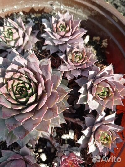 Молодило каменная роза