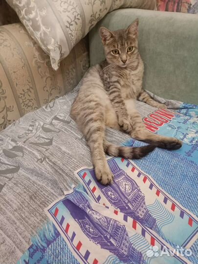 Супер кошка с доставкой