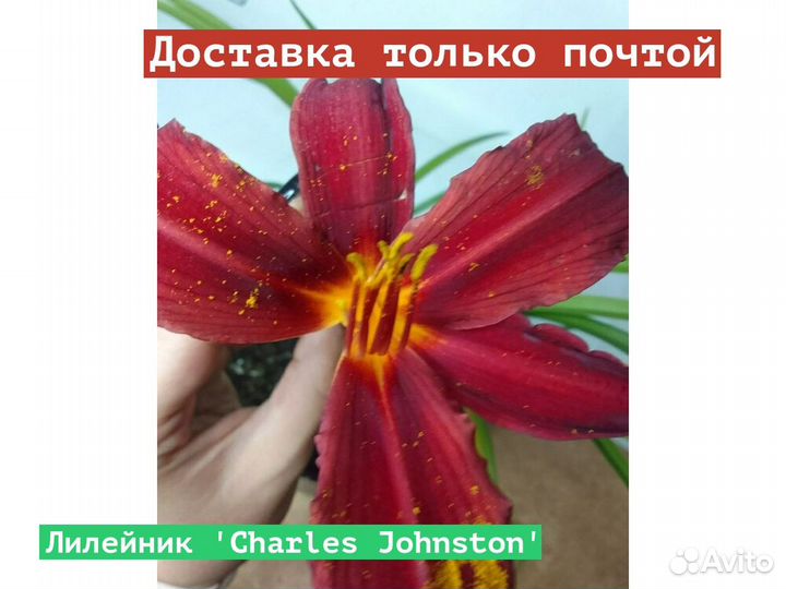 Лилейник Charles Johnston