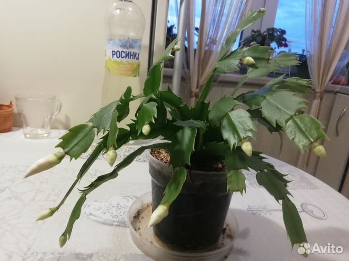 Декабрист шлюмбергера