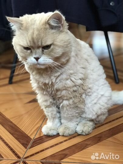 Персидский кот
